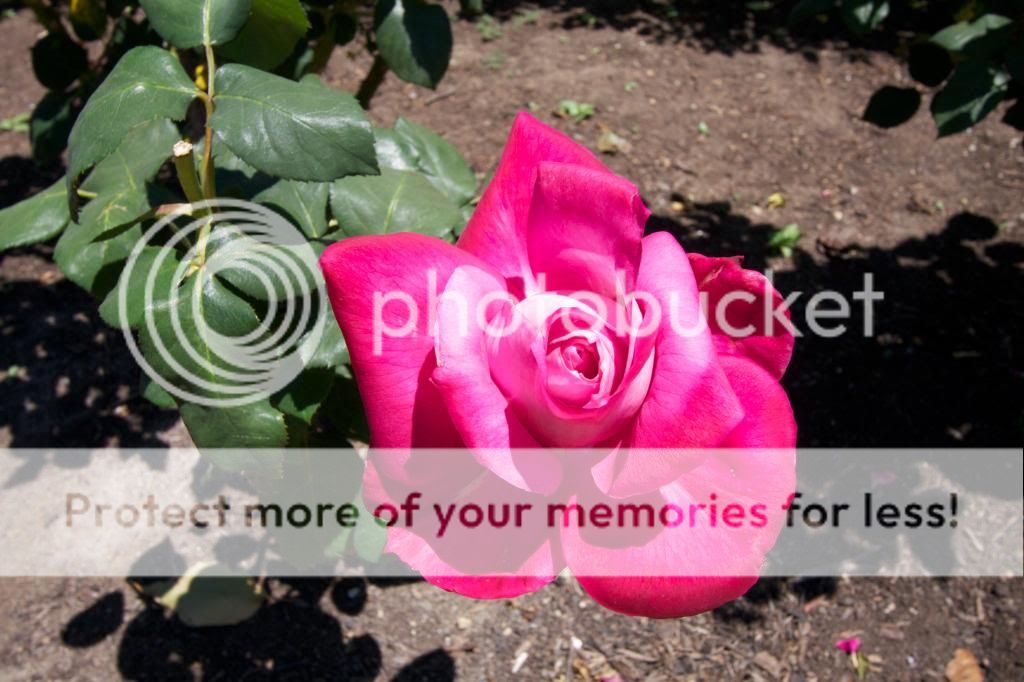 photo IMG_0913_zps5bd98633.jpg